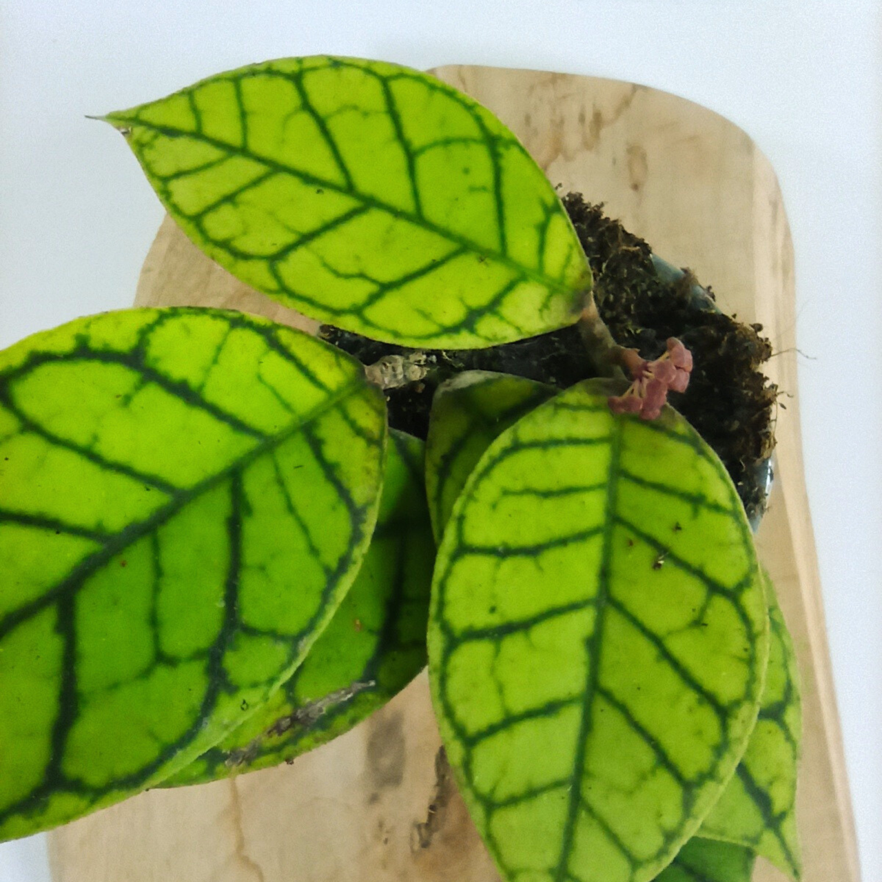 Hoya callistophylla C0,9