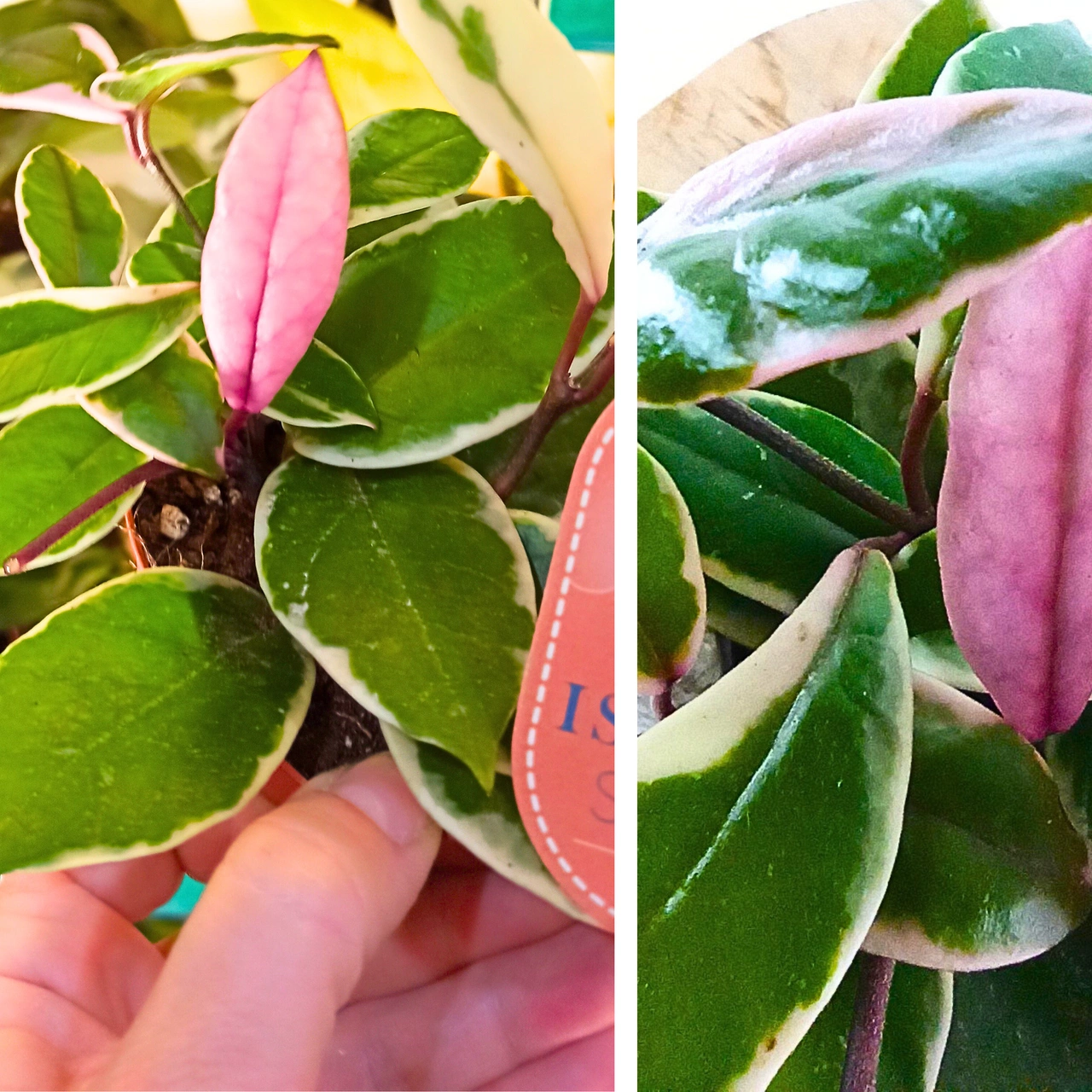 Aglaonema Peach Pearl C1,2