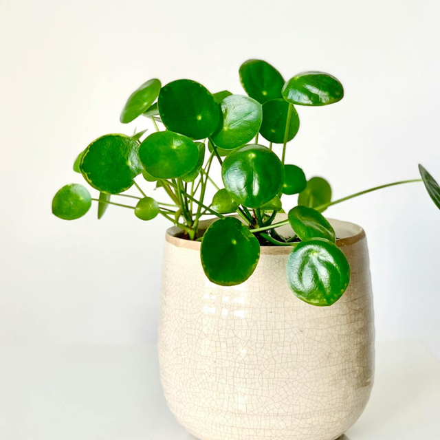 Pilea peperomioides C0,6