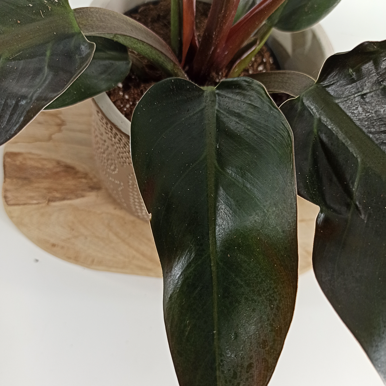 Philodendron Imperial Red C1,4