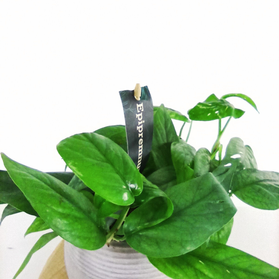 Epipremnum Cebu Blue C1,2