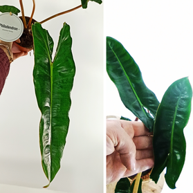 Filodendron Billietiae Philodendron C1,2