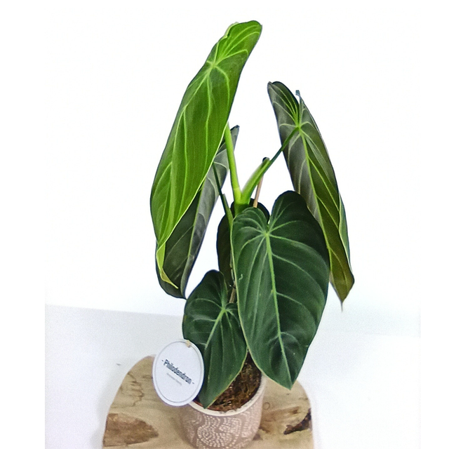 Filodendron Melanochrysum Philodendron C1,2