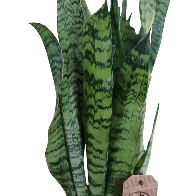 Sansewieria zeylanica Sansevieria C1,2