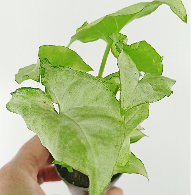 Syngonium White Butterfly Zroślicha C0,6