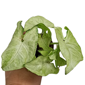 Aglaonema Peach Pearl C1,2