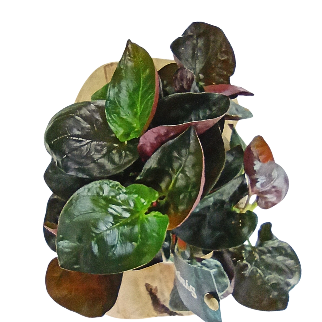 Syngonium Red Arrow C1,2