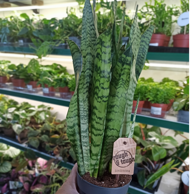 Sansewieria zeylanica Sansevieria C1,2