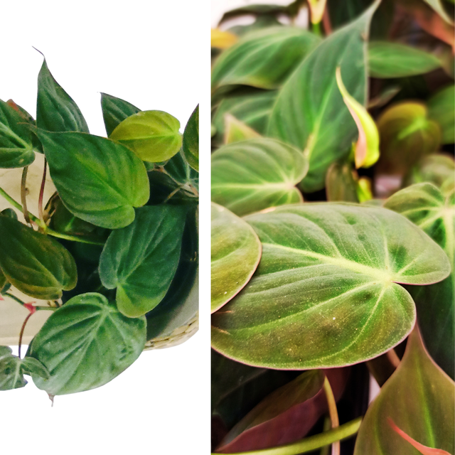 Philodendron Scandens Micans C1,2