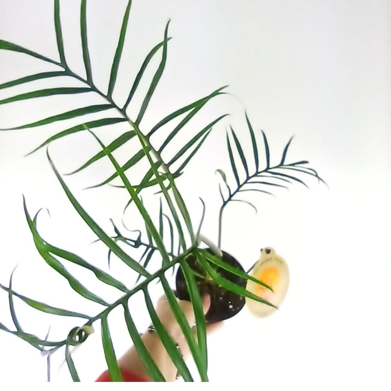 Philodendron Tortum C1,2