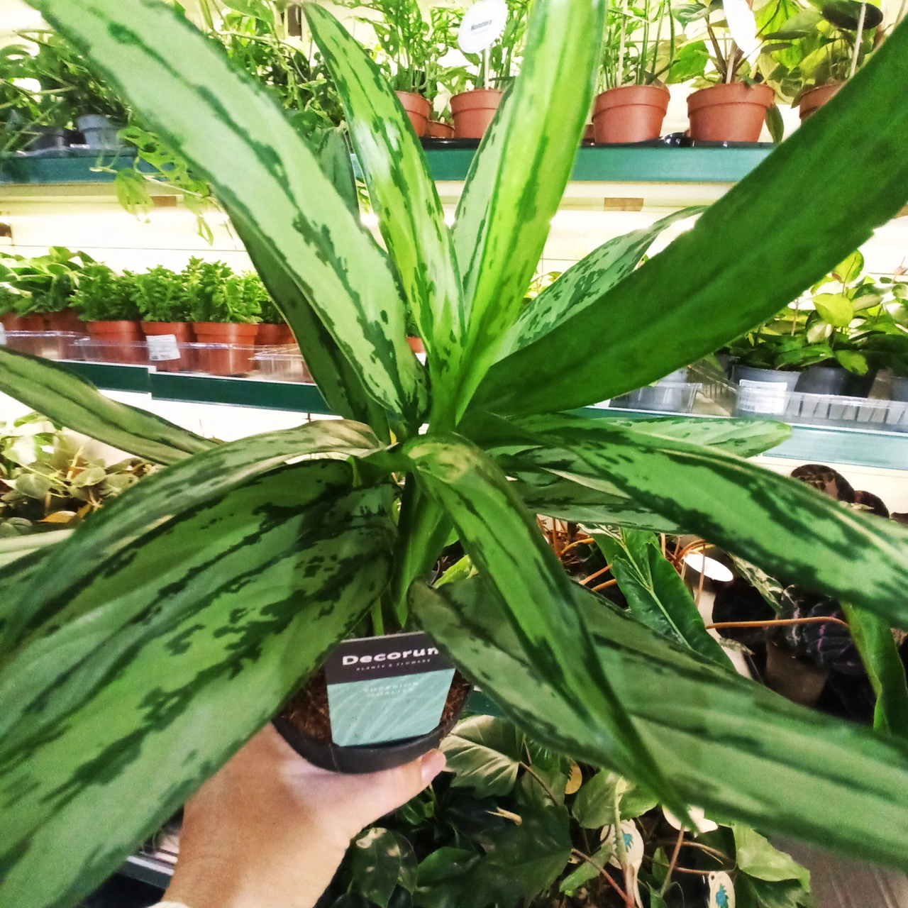 Aglaonema Cutlass C1,2