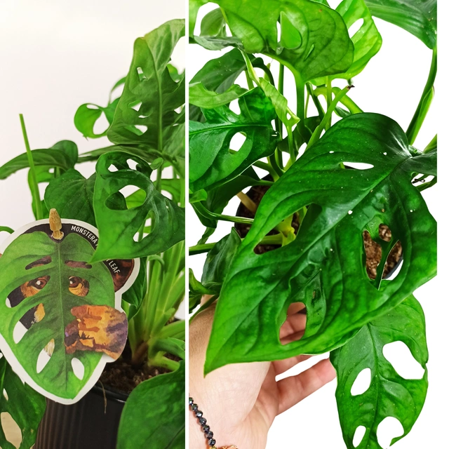 Aglaonema Peach Pearl C1,2