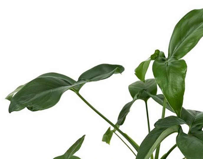 Filodendron Green Wonder Philodendron C1,2