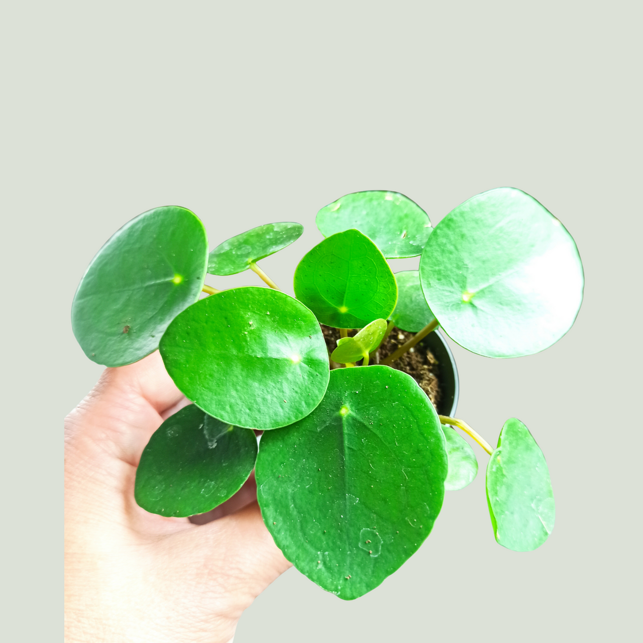 Pilea peperomioides C0,6