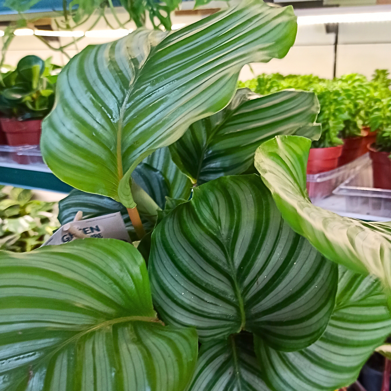 Kalatea okrągłolistna Calathea orbifolia C1,2