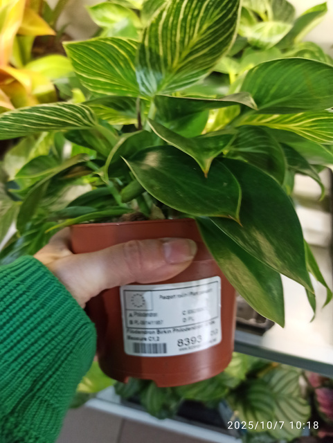 Filodendron Birkin Philodendron White Measure C1,2