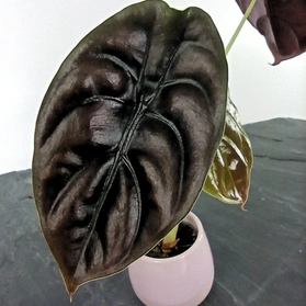 Alocasia Red Secret C0,6