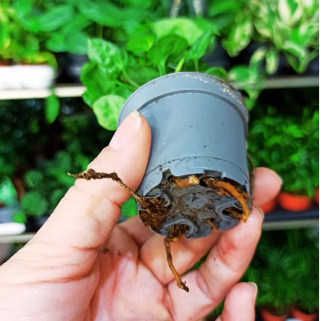 Syngonium Pixie Zroślicha C0,6