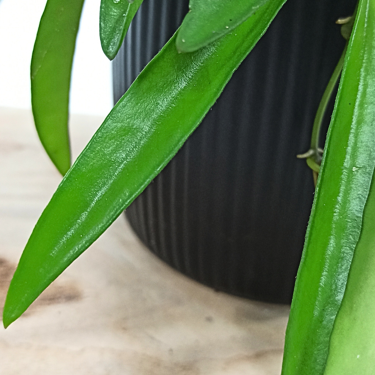 Aglaonema Peach Pearl C1,2