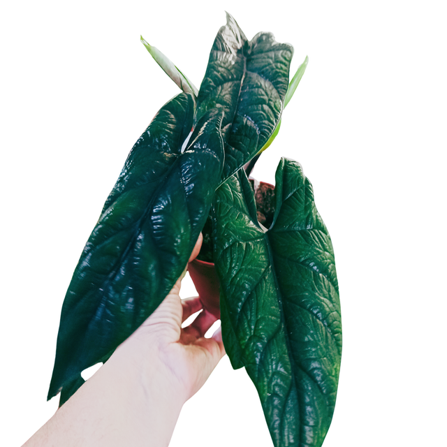 Alocasia Scalprum C1,2