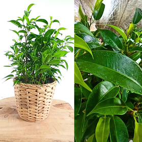 Fikus Nastasja Ficus Benjamin C1,2