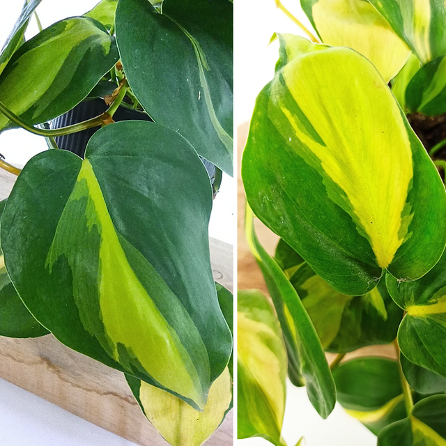 Aglaonema Peach Pearl C1,2