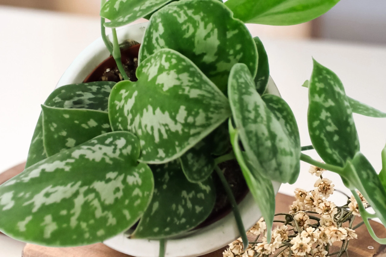 Scindapsus pictus Argyraeus C1,2