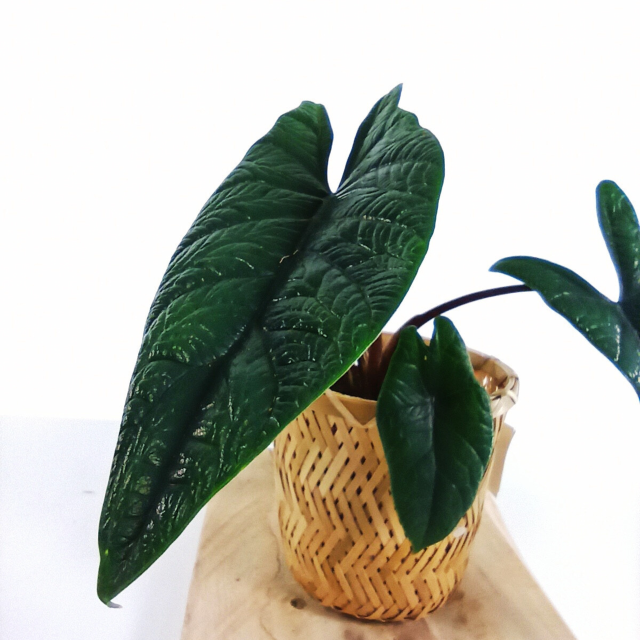 Alocasia Scalprum C1,2