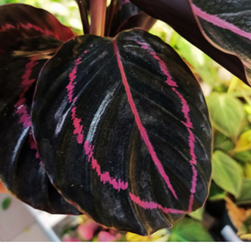 Aglaonema Peach Pearl C1,2