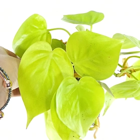 Filodendron Scandens Micans Lime Philodendron C1,2