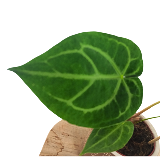 Anthurium Magnificum C1,2