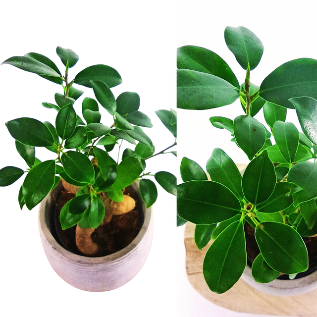 Fikus microcarpa Ginseng Ficus C1,2