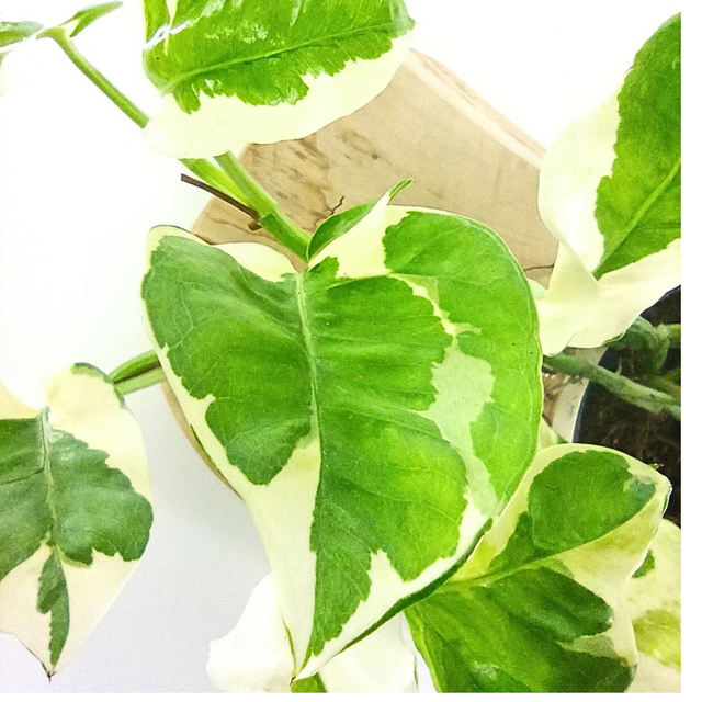 Epipremnum pinnatum N'JOY C0,9