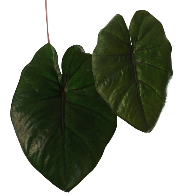 Alokazja ucho słonia Alocasia Wentii C1,2