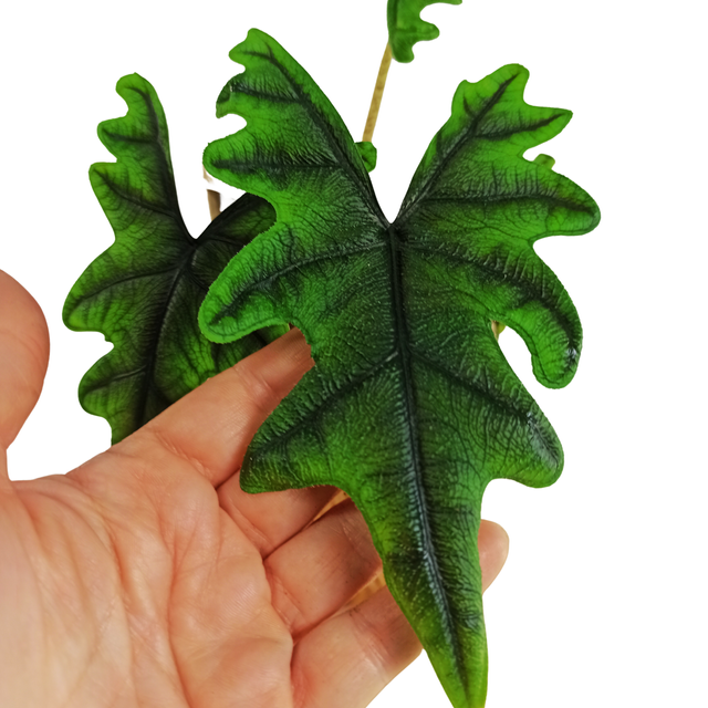 Alokazja Jacklyn Alocasia C1,2