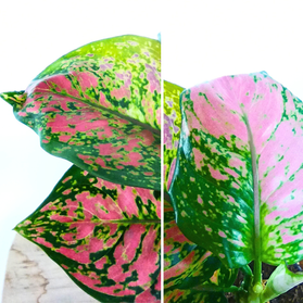 Aglaonema Red Joy C1,2