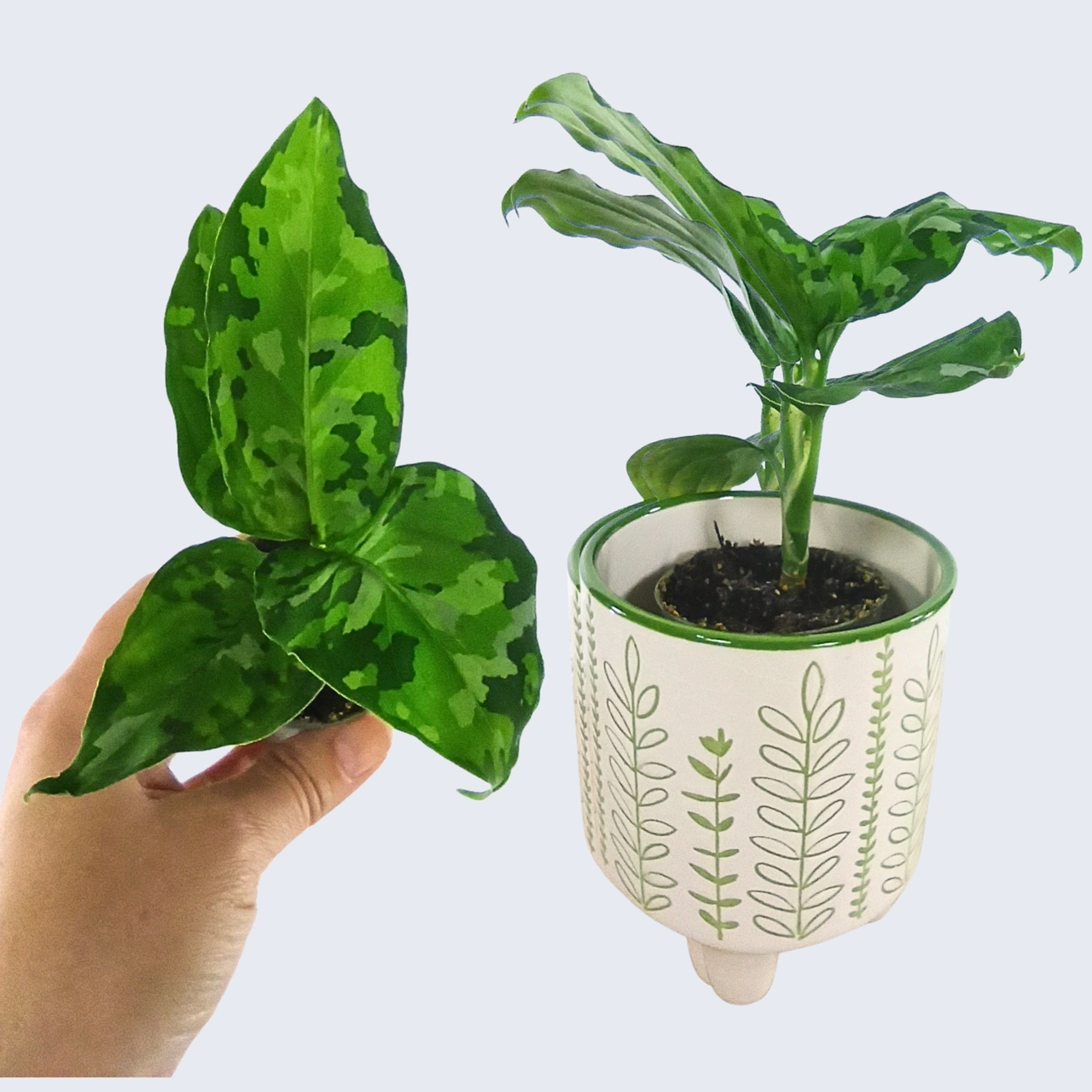 Aglaonema Pictum Tricolor C0,6