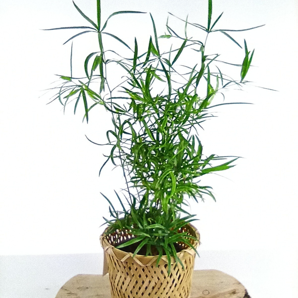 Asparagus Falcatus C1,2