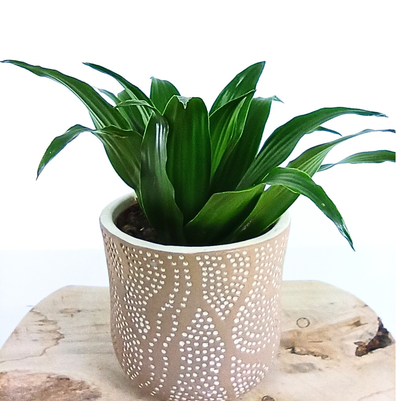 Dracena Compacta Dracaena fragrans C1,2