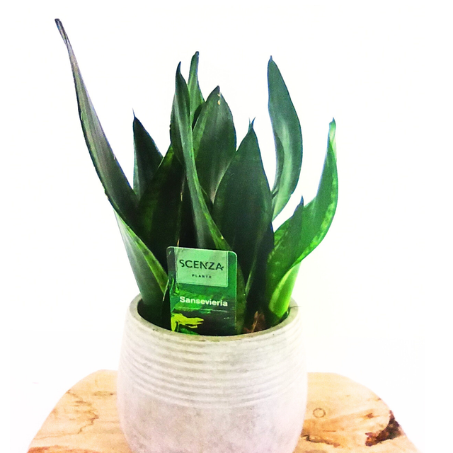 Sansewieria Silver Flame Sansevieria C1,2