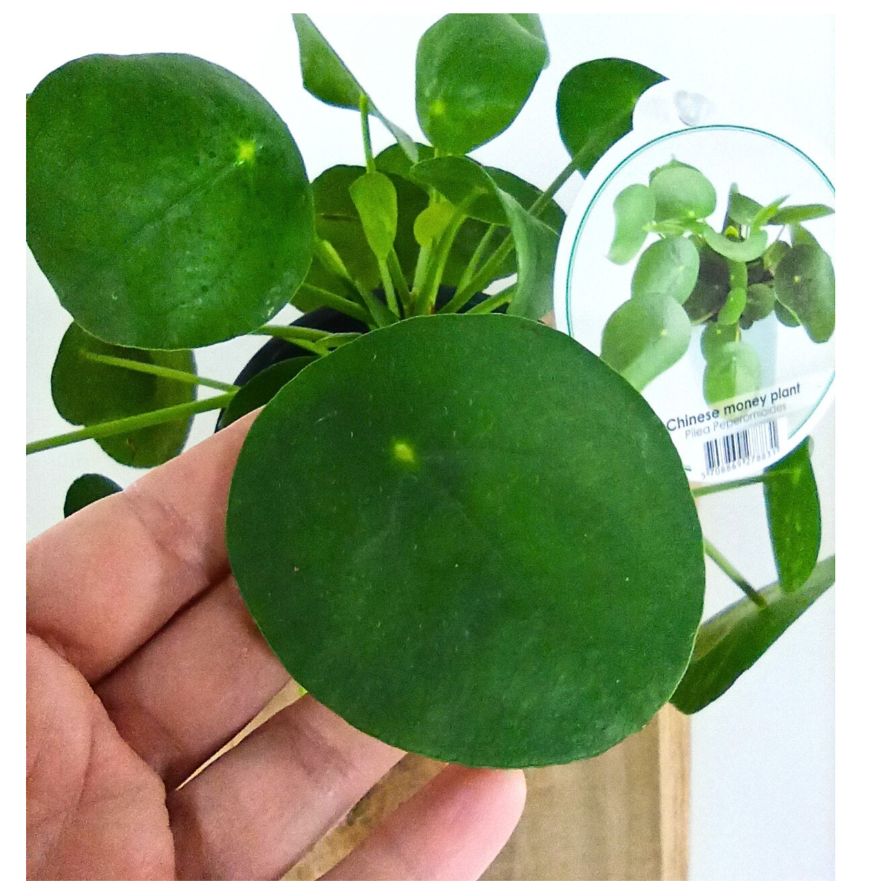 Pilea peperomioides C1,1