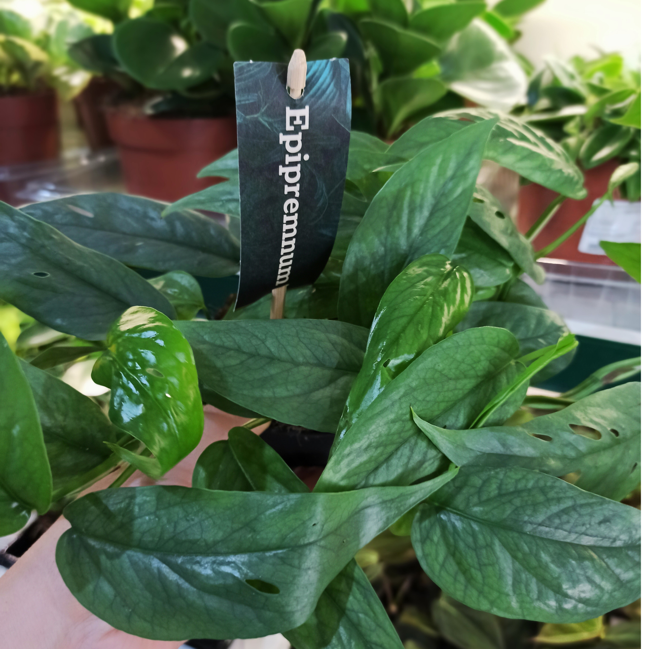 Epipremnum Cebu Blue C1,2