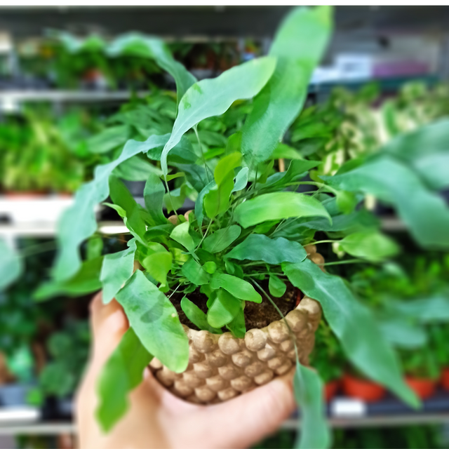 Aglaonema Peach Pearl C1,2