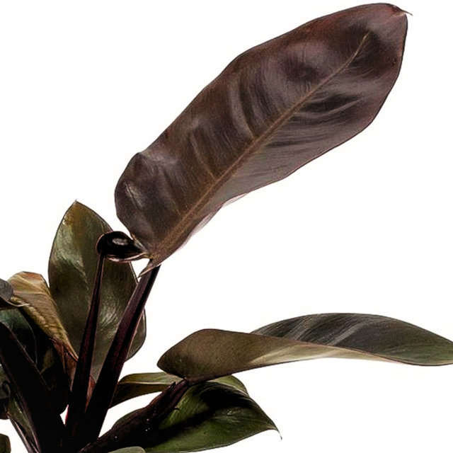 Philodendron Black Cardinal C1,2