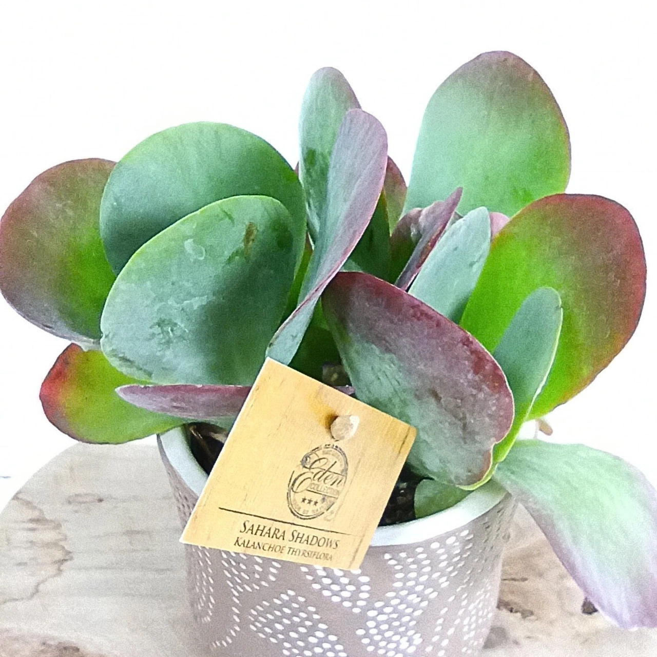 Kalanchoe thyrsiflora C1,2