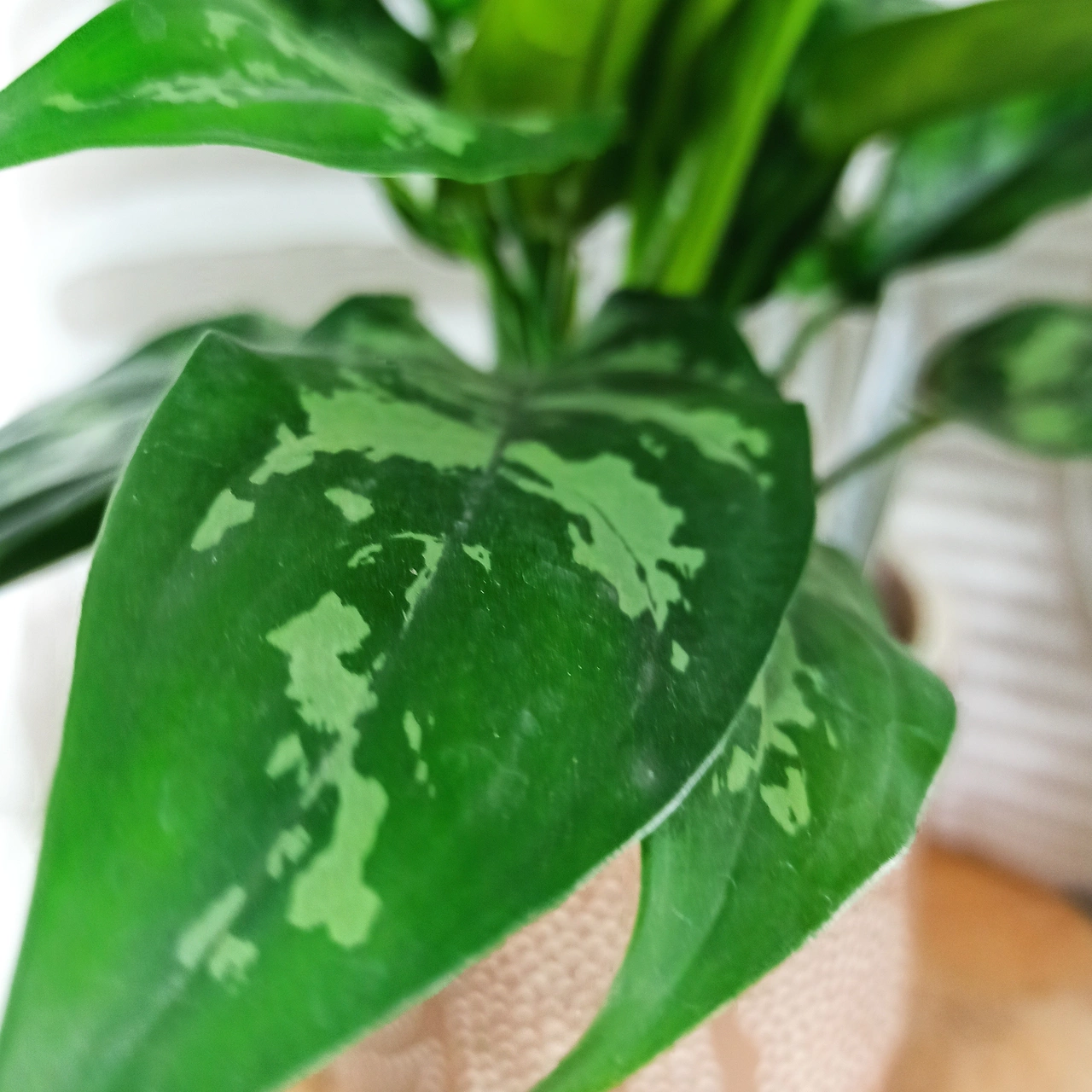 Aglaonema Maria C1,4