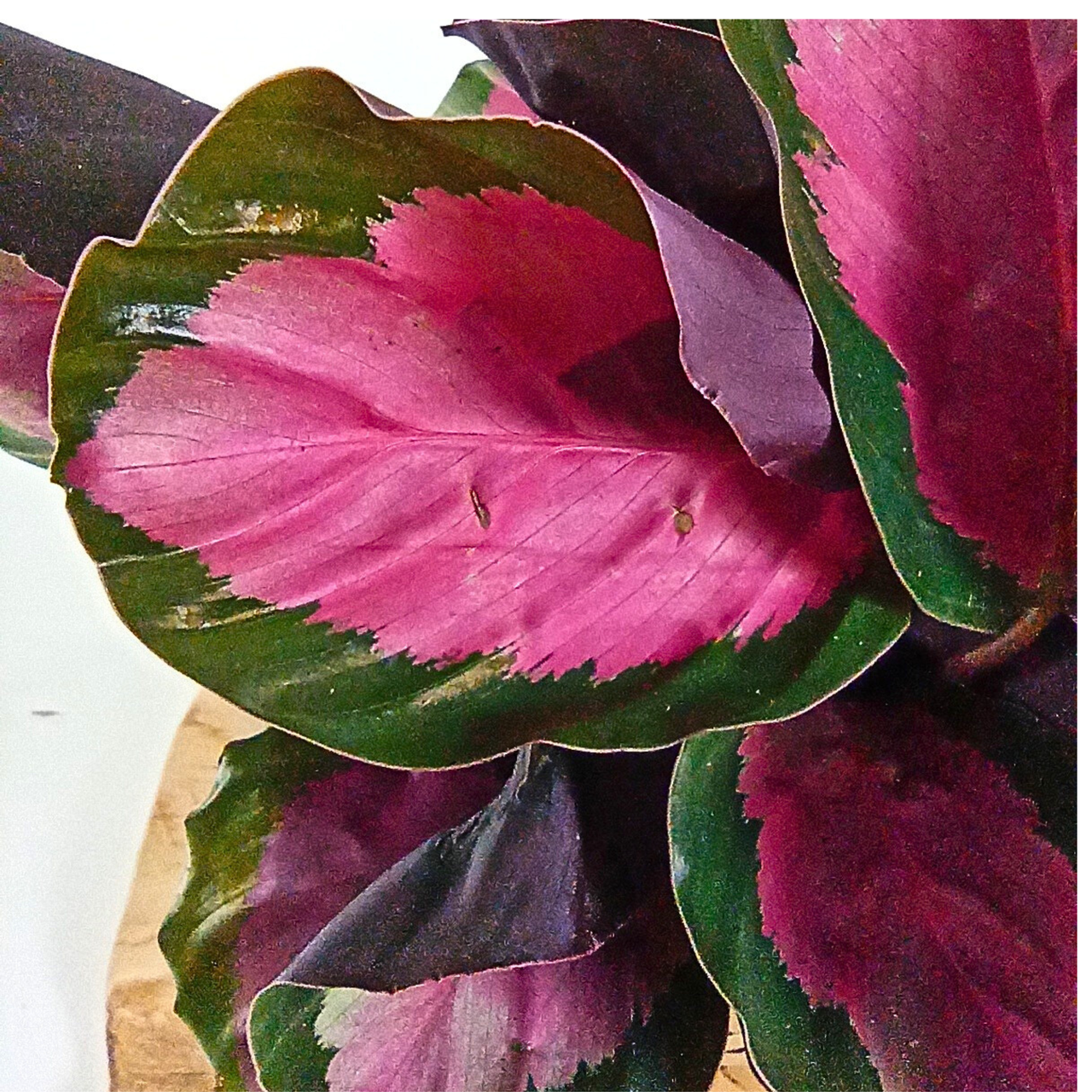 Kalatea Roseopicta Rosy Calathea C1,2