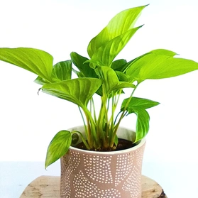 Homalomena Lemon Lime Czermiówka C1,4