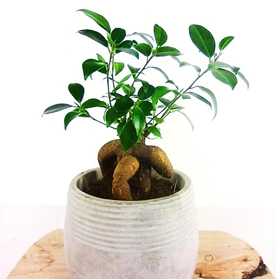 Fikus microcarpa Ginseng Ficus C1,2