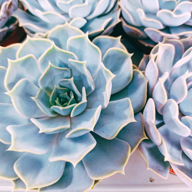 Eszeweria lilacina Echeveria C1,0